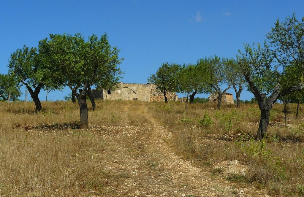 dirt road, field, path, summer, heaven, landscape, economic route, meadow path, useful way, nature, to stroll, unmade, south, house, building, vacations, warmth, stones, stone facade, finca, tree, trees, plant, grass, karg, hot, dried up, spain, mallorca, travel, vacation, blue, ruin, olive trees, dirt road, finca, finca, finca, finca, finca, olive trees, olive trees, olive trees